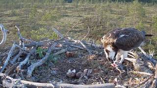 17.6.2022 - #3 - Tuulos tuo kalan Tiukulle ja poikaselle (pitkä)