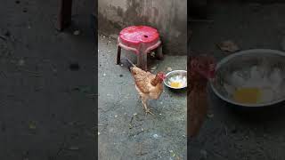 காசு கேட்டது தப்பா #funny_chicken #husbandwifetamilcomedy #kozhi_koothugal #dove lovers