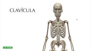 Anatomía de la CLAVICULA - Curso Anatomía