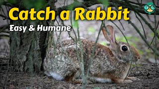 How to Trap a Rabbit || How Do I Catch a Rabbit || Rabbit Trap || Easiest Rabbit Trapping Hacks!!