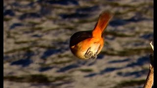 ジョウビタキ女子調布地区 2025 01 01 #ジョウビタキ #野鳥 #birds #wildlife #nature #自然観察ぶらり散歩