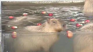 冬の動物の様子は…「雪の動物園」家族連れでにぎわう　秋田市 (25/01/04 12:00)