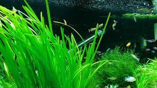 Silvertip Tetras spawning/breeding in the 180L community tank xx