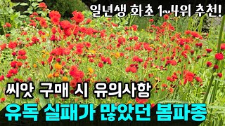 유독 실패가 많았던 지난 봄파종 | 씨앗 구매시 유의사항 | 봄파종 추천 핵심 꽃들