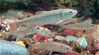 オイカワ　Pale chub　Opsariichthys platypus,Zacco platypus