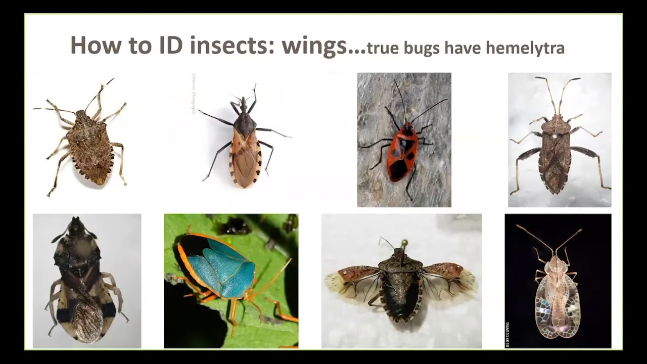 Insect Pest Identification - YouTube