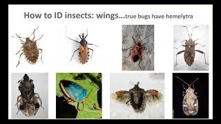 Insect Pest Identification
