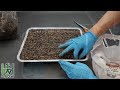 how to make mushroom grow bags – horse manure re mix – cow dung recipe with proven results