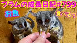 【お魚を食べるプラム＆ぱんじろうがかわいすぎました】Bushbaby Plum's Growth Diary ショウガラゴ プラムの成長日記