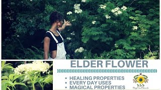 Elderflower: therapeutic and magical properties