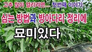 고추 다수확 재배 첫째 이야기. 고추 많이 열리려면 고추심는 방법과 방아다리 정리에 묘미 있다.(고추재배 고추  다수확 위한 고추 심기, 다분지 고추 재배 곁순처리,고추 유인법)