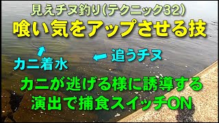 見えチヌ釣り（テクニック３２）カニが逃げる様な誘導を行うとチヌは追っかけて捕食スイッチが入り喰いが良くなる【見えチヌを釣る／前打ち／ヘチ釣り／落とし込み／河川／釣り方／サイトフィッシング】