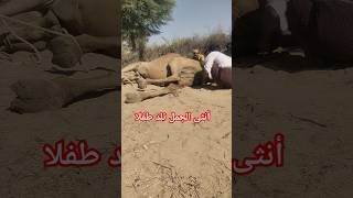 أنثى الجمل تلد طفلا #trending #shorts #shortvideo #viralvideo #animal #أنثى#هكذا تلد انثى#الجمل#تلد#