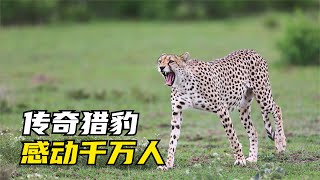 獵豹西貝拉：慘遭獵狗圍攻，女兒為何主動養老？「感人動物紀錄片」