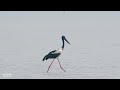 black necked stork cairns australia