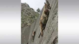 [KOAM-TV] 20150626 화제의 영상_암벽타는 염소들_ The Crazy Mountain Goat Climbs Almost Vertical Walls [코엠TV]