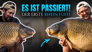 Karpfenangeln am Rhein #6 Der erste Rheinfuffi. 🎣 ⚓️