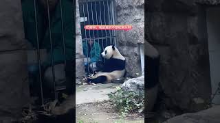 小白天吃窝头，一副难以下咽的表情！ #panda #大熊貓