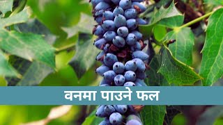 वनमा पाउनेछ मिठाे फल Fruit in jungle | Eating |  Nepal Meeragurungvlog Barpak Gorkha