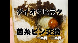 ダイオウヒラタのオスの菌糸ビン交換（一本目→二本目）