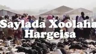 Marnamaj Hor Dhac Ah oo Ku sabsan Saylada Xoolaha Hargaysa