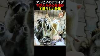 アルビノのアライグマが人々の心を溶かす愛らしい仕草