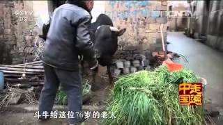 20150413 走遍中国  7集系列片一方水土一方人（5）金华斗牛斗千年