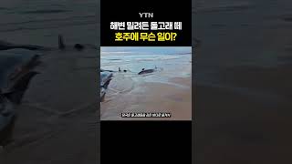 고래 157마리가 육지로... #shorts / YTN