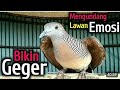 Perkutut lokal gacor suara besar ASLI BLORA.