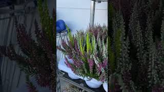 Calluna flowers is an autumn/fall plant