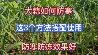 大蒜如何防寒？掌握好這3個方法，搭配使用防寒防凍效果更佳