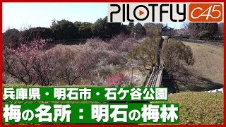 【明石の梅林】石ケ谷公園お花見スポット #190