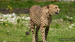 Leopard #animals #shorts