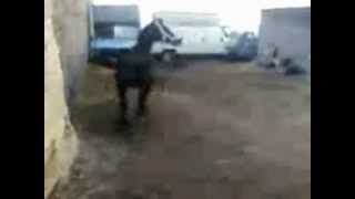 cavallo marley  adrano catania  corse