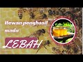 HEWAN PENGHASIL MADU ( Lebah) #duniahewan #100 #Bango_big