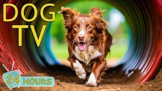 DOG TV: Best  Entertainment for Anxious Dogs When Home Alone - Music to Keep You