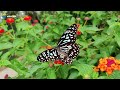 Butterfly Park | Kuala Lumpur | Munoha Tour | 2024