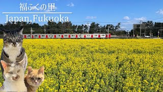 【絶景スポット】糸島の菜の花の絶景と呼子のかわいい猫たちに癒される