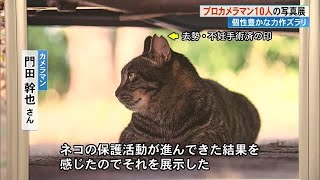 「こんな写真撮るんだ」商業カメラマン、ネコの“耳”で気付いたことは…高知県立美術展で写真展 (23/09/05 18:40)