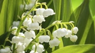 Planter une bordure de muguet