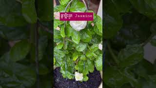 ផ្កាម្លិះរួត Jasmine