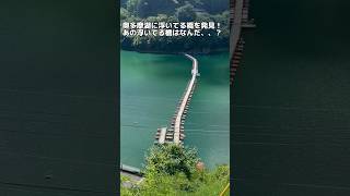 奥多摩湖にある麦山の浮き橋◎#奥多摩観光 #奥多摩 #麦山浮き橋 #麦山浮き橋 #浮き橋 #奥多摩湖 #夫婦デート #30代夫婦 #30代 #新婚夫婦 #vlog #夫婦vlog #夫婦の日常