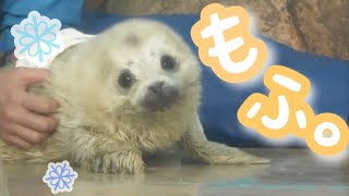 ふわふわゴマフアザラシの赤ちゃん【しながわ水族館】