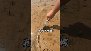 赶海人老王发现真假大香螺包 #赶海