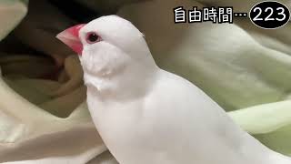 文鳥飼育日記シーズン2第570回目