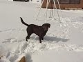 滑り台で遊ぶ犬 dog playing with slide