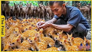 The Untold Truth Of China’s $25 Million Mouse Deer Farming Industry - Farming Documentary