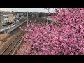 河津桜 京急久里浜線 2100形 2141編成 快特 泉岳寺行き 三崎口〜三浦海岸間通過