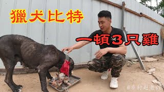 犬舍霸主巨比PK大获全胜，主人奖励3只白条鸡，巨比瞬间吞进肚！