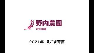 えごま栽培。苗をつくる。野内農園では苗床ハウス内で「えごま」の育苗をしています。